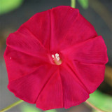 Red Queen Morning Glory Seeds | Ipomoea nil | Deep Red Flowers, 4-4.7 in Blooms, Vigorous Climbing Vine