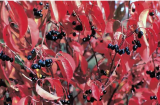 Nannyberry Viburnum Seeds | Viburnum lentago | Hardy Deciduous Shrub, Vibrant Red‑Autumn Foliage With Edible Dark‑Blue Berries