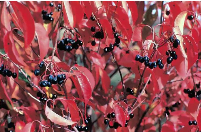 Nannyberry Viburnum Seeds | Viburnum lentago | Hardy Deciduous Shrub, Vibrant Red‑Autumn Foliage With Edible Dark‑Blue Berries