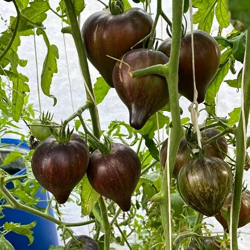 802 Tribute to Victoria F5 Tomato Seeds | Solanum lycopersicum | Midseason Tall Rainbow Striped Heart Tomato, 5-12 oz, F5