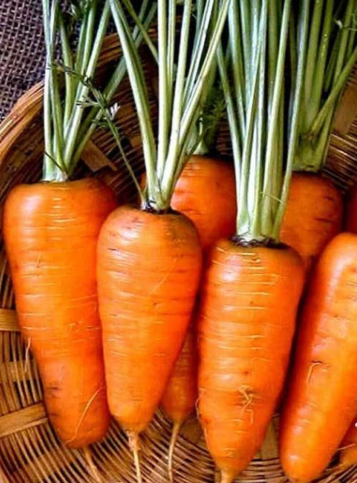 Chantenay Red Core Carrot Seeds | Daucus carota | Heirloom Non‑GMO Carrot, Thick Short‑Rooted Orange Roots with Red‑Tinted Core