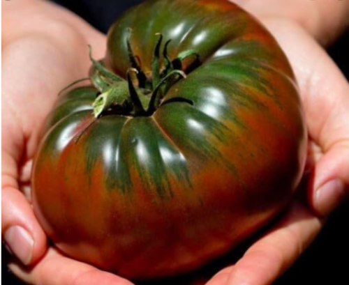 Black Krim Tomato Seeds | Solanum lycopersicum | Heirloom Beefsteak Tomato, Large Dark‑Purple‑Brown Fruits With Rich Smoky Flavor