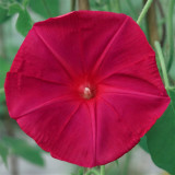 Red Queen Morning Glory Seeds | Ipomoea nil | Deep Red Flowers, 4-4.7 in Blooms, Vigorous Climbing Vine