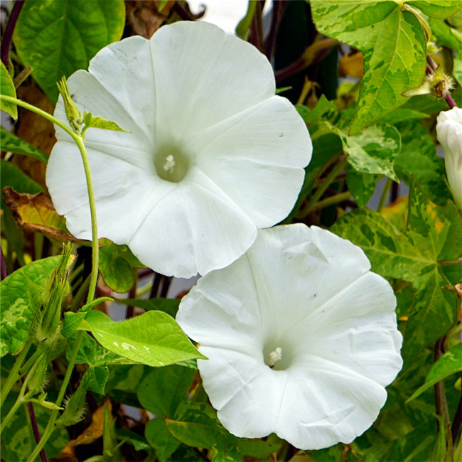 Polar Fox Morning Glory Seeds | Ipomoea nil | White Giant Flowers, 3.1-4.3 in Blooms, Vigorous Climbing Vine