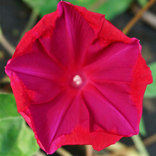 Red Queen Morning Glory Seeds | Ipomoea nil | Deep Red Flowers, 4-4.7 in Blooms, Vigorous Climbing Vine