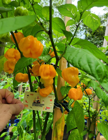 Yellow Carolina Reaper Pepper Seeds | Capsicum chinense | Super‑Hot Chili Pepper, Bright Yellow Wrinkled Pods, Extreme Heat Up To 1,500,000 SHU
