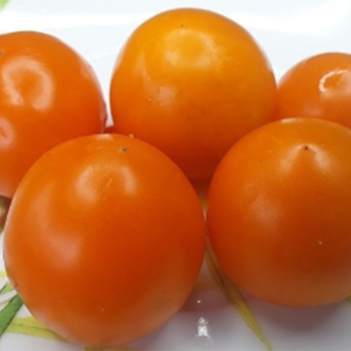 795 Dwarf Sweet Satsuma Tomato Seeds | Solanum lycopersicum | Ultra-Productive Orange Dwarf Tomato, 1.8-2.8 oz