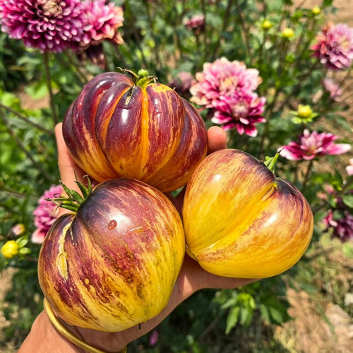 801 Sweet Blue F5 Tomato Seeds | Solanum lycopersicum | Midseason Tall Yellow Antho Heart Tomato, Sweet Juicy Flesh, F5