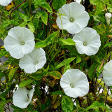 Polar Fox Morning Glory Seeds | Ipomoea nil | White Giant Flowers, 3.1-4.3 in Blooms, Vigorous Climbing Vine