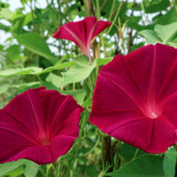 Red Queen Morning Glory Seeds | Ipomoea nil | Deep Red Flowers, 4-4.7 in Blooms, Vigorous Climbing Vine