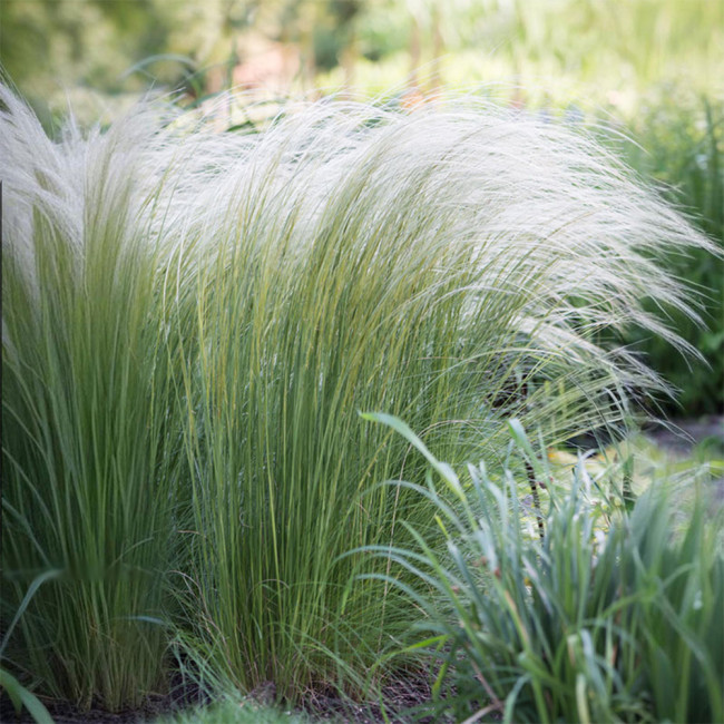 Mexican Feathergrass Seeds | Stipa tenuissima | Fine-textured Ornamental Grass, Silvery Plumes, Drought-Tolerant Perennial