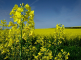 Canola Rapeseed Seeds | Brassica napus | Bright Yellow‑Flowering Oil‑Seed Crop, Great For Cover Crop & Pollinator Gardens