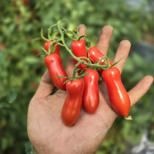 786 Magic Wand Tomato Seeds | Solanum lycopersicum | Very Tall Red Elongated Cluster Tomato, Sweet Aromatic Flavor, 30+ Fruits