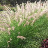 U2222 Purple Fountain Grass Seeds | Pennisetum setaceum | Ornamental Grass with Purple Plumes, Heat-Tolerant Garden Accent