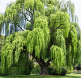 Weeping Willow Tree Seeds | Salix babylonica | Fast‑Growing Perennial Deciduous Tree, Graceful Drooping Branches