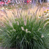 U2222 Purple Fountain Grass Seeds | Pennisetum setaceum | Ornamental Grass with Purple Plumes, Heat-Tolerant Garden Accent