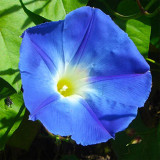 U2218 Super Giant Morning Glory Seeds | Ipomoea nil | Sky Blue Blooms, Large Flowered Climbing Vine