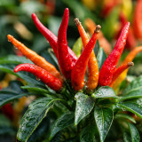 U2227 Finger Ornamental Pepper Seeds | Capsicum annuum | Colorful Ornamental Pepper with Yellow, Orange, and Red Fruits