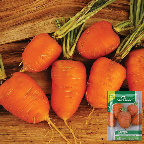 U2225 Oxheart Delicious Carrot Seeds | Daucus carota subsp. sativus | Short, Heart-Shaped Heirloom Carrot, Sweet and Crunchy