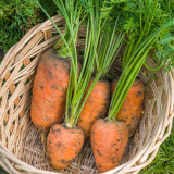 U2225 Oxheart Delicious Carrot Seeds | Daucus carota subsp. sativus | Short, Heart-Shaped Heirloom Carrot, Sweet and Crunchy