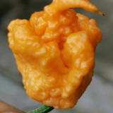 U2224 Orange-Yellow Carolina Reaper Seeds | Capsicum chinense | 1,400,000-2,200,000 SHU Superhot Pepper, PuckerButt Source Line