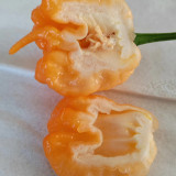 U2224 Orange-Yellow Carolina Reaper Seeds | Capsicum chinense | 1,400,000-2,200,000 SHU Superhot Pepper, PuckerButt Source Line