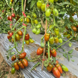 752 Chocolate Candles Tomato Seeds | Solanum lycopersicum | Mid-Early Indeterminate Chocolate-Red Plum Tomato