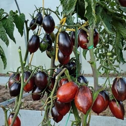 780 Dwarf Tai Chi Tomato Seeds | Solanum lycopersicum | Midseason Dwarf Red Yellow Striped Antho Tomato, 3.5 oz