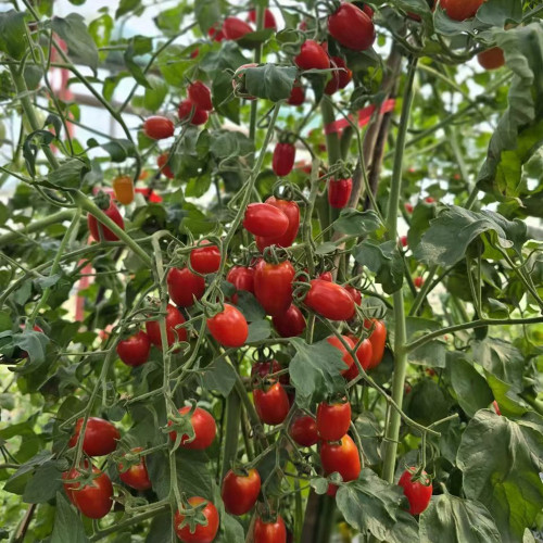 784 Treasure Island Teardrop Tomato Seeds | Solanum lycopersicum | Very Sweet Red Oval Cherry Tomato, Outdoor Hardy, 0.35-0.7 oz
