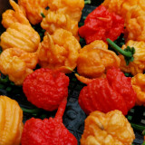 U2224 Orange-Yellow Carolina Reaper Seeds | Capsicum chinense | 1,400,000-2,200,000 SHU Superhot Pepper, PuckerButt Source Line