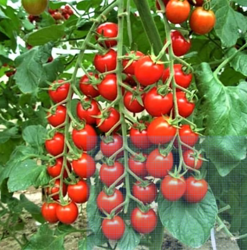 Super Sweet 100 Cherry Tomato Seeds | Solanum lycopersicum | Indeterminate Heirloom Cherry