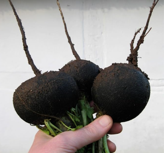 Black Spanish Round Radish Seeds | Raphanus sativus | Heirloom Winter Radish
