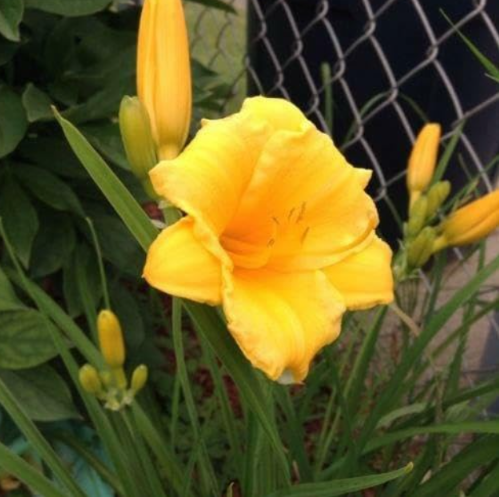 Golden Yellow Daylily Seeds | Hemerocallis fulva | Hardy Perennial Daylily, Vibrant Golden Blooms