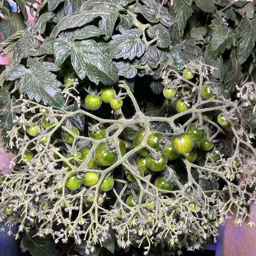 800 Explosion Head Mini Dark Stripe Tomato Seeds | Solanum lycopersicum | Dwarf Multiflora Bicolor Cherry Tomato, High-Yield