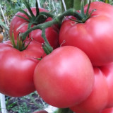741 Moldovan Standard Tomato Seeds | Solanum lycopersicum | Mid-Season Tall Tomato, Dense Raspberry-Red Fruit