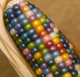 Glass Gem Corn Seeds | Rainbow Flint Corn, Vibrant Multi‑Colored Kernels, Ornamental & Decorative