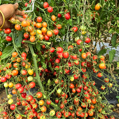 773 Pink Waterfall Cherry Tomato Seeds | Solanum lycopersicum | Midseason High-Yield Pink Cherry Tomato, 0.2-0.35 oz Fruits