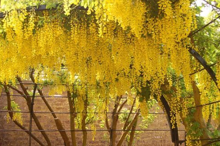Golden Chain Tree Seeds | Laburnum anagyroides | Hardy Flowering Ornamental Tree