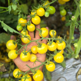 737 Lollipop Cherry Tomato Seeds | Solanum lycopersicum | Indeterminate Pale Yellow Cherry Tomato, Sweet Lemon Flavor