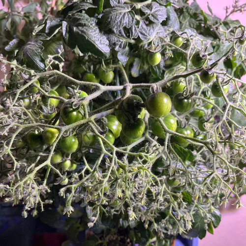 800 Explosion Head Mini Dark Stripe Tomato Seeds | Solanum lycopersicum | Dwarf Multiflora Bicolor Cherry Tomato, High-Yield
