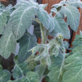 751 Rabbit Jump Tomato Seeds | Solanum lycopersicum | Fuzzy Yellow Cherry Tomato, Special Hairy Plant Type