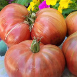 750 Dwarf Little Devil Lenia F5 Tomato Seeds | Solanum lycopersicum | VT16 Outcross Line, Large Sweet Beefsteak Tomato