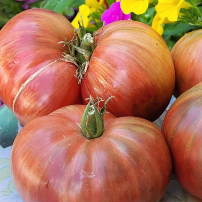 750 Dwarf Little Devil Lenia F5 Tomato Seeds | Solanum lycopersicum | VT16 Outcross Line, Large Sweet Beefsteak Tomato