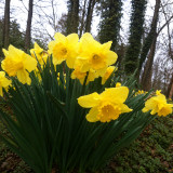 Wild Daffodil Bulbs | Narcissus pseudonarcissus | Bright Golden‑Yellow Trumpet Blooms