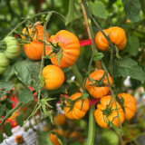 766 Summer Temptation Tomato Seeds | Solanum lycopersicum | Ribbed Orange Heart-Shaped Tomato, Long-Hanging Midseason Variety