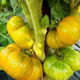 734 Delta Moss Dwarf Tomato Seeds | Solanum lycopersicum | Compact Green Striped Dwarf Tomato, Sweet and Flavorful