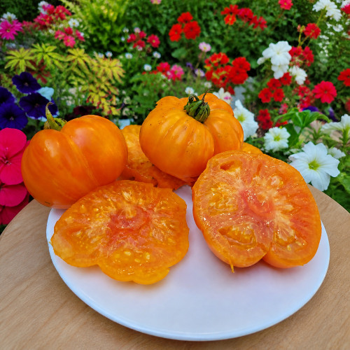 768 Dwarf Neem Variegated Tomato Seeds | Solanum lycopersicum | Early Compact Variegated Leaf Tomato, Bright Orange