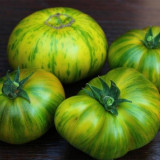 734 Delta Moss Dwarf Tomato Seeds | Solanum lycopersicum | Compact Green Striped Dwarf Tomato, Sweet and Flavorful
