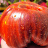 728 Gray Metallic Gun x Sandcastle Tomato Seeds | Solanum lycopersicum | Indeterminate Pink-Fleshed Beefsteak Tomato