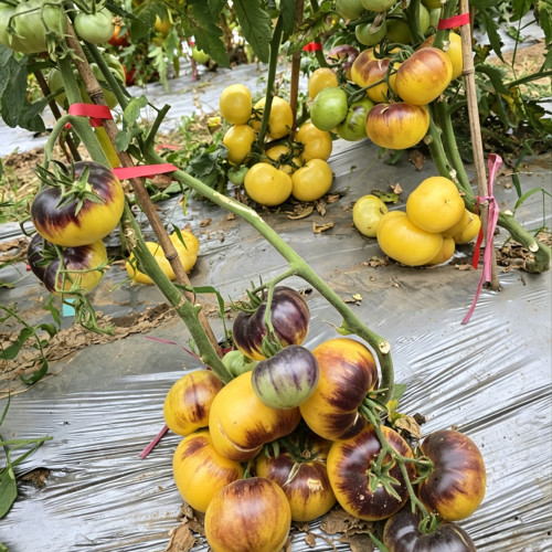 772 Great White × P20 Tomato Seeds | Solanum lycopersicum | Purple and Cream Anthocyanin Beefsteak with Sweet Citrus Flavor